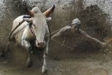 Seorang joki memacu sapinya saat mengikuti atraksi Pacu Jawi di Nagari III Koto, Rambatan, Kabupaten Tanah Datar, Sumatera Barat, Sabtu (28/5/2022). Dua pekan terakhir, sapi yang ikut ajang Pacu Jawi di daerah itu jumlahnya berkurang drastis karena peternak dan pemilik sapi khawatir dengan penyebaran wabah penyakit mulut dan kuku (PMK). ANTARA FOTO/Iggoy el Fitra/rwa.