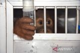 Seekor orang utan Sumatra (Pongo abelii) berada di dalam kandang saat tiba di terminal kargo Bandara Kualanamu, Deli Serdang, Sumatera Utara, Selasa (31/5/2022). Balai Besar Konservasi Sumberdaya Alam (BBKSDA) Sumatera Utara menerima satu individu anak orang utan sumatera (Pongo abelii) berjenis kelamin jantan yang beumur tiga tahun dari hasil penyerahan sukarela warga di Bogor, Jawa Barat. ANTARA FOTO/Fransisco Carolio