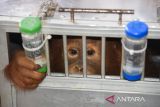 Seekor orang utan Sumatra (Pongo abelii) berada di dalam kandang saat tiba di terminal kargo Bandara Kualanamu, Deli Serdang, Sumatera Utara, Selasa (31/5/2022). Balai Besar Konservasi Sumberdaya Alam (BBKSDA) Sumatera Utara menerima satu individu anak orang utan sumatera (Pongo abelii) berjenis kelamin jantan yang beumur tiga tahun dari hasil penyerahan sukarela warga di Bogor, Jawa Barat. ANTARA FOTO/Fransisco Carolio