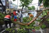 Petugas melakukan pembersihan pohon yang tumbang di kawasan Jalan Gatot Subroto, Kota Medan, Sumatera Utara, Selasa (31/5/2022). Hujan deras yang disertai angin kencang membuat pohon tumbang menimpa satu unit mobil dan menyebabkan kemacetan lalu lintas di kawasan tersebut 

ANTARA FOTO/Fransisco Carolio.