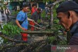 Petugas melakukan pembersihan pohon yang tumbang di kawasan Jalan Gatot Subroto, Kota Medan, Sumatera Utara, Selasa (31/5/2022). Hujan deras yang disertai angin kencang membuat pohon tumbang menimpa satu unit mobil dan menyebabkan kemacetan lalu lintas di kawasan tersebut 

ANTARA FOTO/Fransisco Carolio.