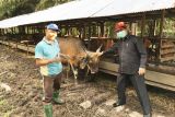 Legislator dukung optimalisasi program integrasi sapi-sawit di Kotim
