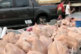 Malaysia mulai larang ekspor ayam