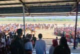 Presiden saksikan ekshibisi pacuan kuda di Sumba Timur