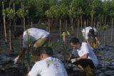 Sejumlah relawan menanam pohon bakau dalam program pelestarian lingkungan di kawasan Taman Hutan Rakyat (Tahura) Ngurah Rai, Denpasar, Bali, Kamis (2/6/2022). Program penanaman bakau yang diprakarsai PT JAS Airport Service tersebut melibatkan para pemangku kepentingan Bandara I Gusti Ngurah Rai untuk pelestarian kawasan hutan itu dan pemberdayaan nelayan kepiting di sekitarnya. ANTARA FOTO/Nyoman Budhiana.