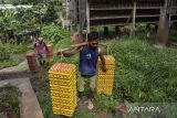 Pekerja memikul telur ayam di Desa Muktisari, Kabupaten Ciamis, Jawa Barat, Jumat (3/6/2022). Koperasi Produsen Peternak Ayam Petelur (PPAP) Ciamis menyatakan harga pakan ayam naik dari Rp5.000 menjadi Rp7.500 per kg yang berdampak pada kenaikan harga telur menjadi Rp26.000 per kg ditingkat peternak. ANTARA FOTO/Adeng Bustomi/agr
