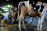 Peternak merawat sapi perah yang sakit di Desa Kandangtepus, Senduro, Lumajang, Jawa Timur, Sabtu (6/4/2022). Peternak sapi perah Senduro mengeluhkan produksi susu menurun dari 31 ton menjadi 25 ton per hari dalam sebulan terakhir akibat penyakit mulut dan kuku (PMK). Antara Jatim/Seno/zk