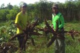 Banjarnegara dorong pengembangan budi daya singkong