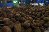 Potensi Durian Sulawesi Tengah