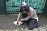 Agus Wahyudi, mengevakuasi kucing yang sakit untuk di periksa ke dokter hewan saat ditemukan di Desa Kertasari, Kecamatan Cijengjing, Kabupaten Ciamis, Jawa Barat, Selasa (7/6/2022). Sejak tahun 2018 Agus, personel Polres Ciamis yang berpangkat Bripka itu merawat puluhan ekor kucing berpenyakit yang ditemukan di jalan hingga sembuh meski harus menghabiskan biaya Rp50 ribu per hari dan memberikan pakan kepada kucing liar saat pulang dan berangkat kerja. ANTARA FOTO/Adeng Bustomi/foc.