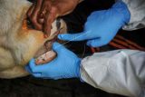 685 sapi di Cirebon terjangkit penyakit mulut dan kuku