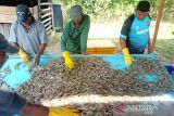 KKP tingkatkan infrastruktur untuk mendorong produksi udang Sinjai