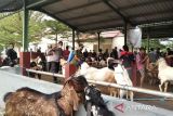 Populasi ternak di Kudus cukup penuhi kebutuhan kurban