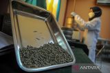 Petugas mengayak biji kopi yang berasal dari Gunung Manglayang saat pengujian kualitas biji kopi di UPTD Balai Pengujian dan Sertifikasi Mutu Barang Agro Dinas Perindustrian dan Perdagangan Jabar, Cinunuk, Kabupaten Bandung, Jawa Barat, Jumat (10/6/2022). UPTD Balai Pengujian dan Sertifikasi Mutu Barang Agro menyediakan layanan kalibrasi dan pengujian mutu barang agro khususnya komoditas beras dan biji kopi guna keperluan ekspor bagi para pelaku usaha. ANTARA FOTO/Raisan Al Farisi/agr