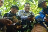 Donggi-Senoro LNG Melepasliarkan 15 Anakan Burung Endemik Maleo