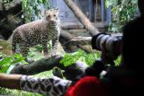 Peserta memotret seekor macan tutul (Panthera pardus) saat mengikuti lomba hunting foto satwa di Taman Safari Indonesia, Cisarua, Kabupaten Bogor, Jawa Barat, Sabtu (11/6/2022). Lomba hunting foto satwa tersebut merupakan rangkaian kegiatan International Animal Photo and Video Competition (IAPVC) yang ke-31 dengan tujuan mendekatkan fotografer kepada satwa sekaligus turut berperan dalam membantu upaya perlindungan, pemantauan, pelestarian dan konservasi satwa. ANTARA FOTO/Arif Firmansyah/nym.