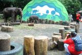 Sejumlah peserta memotret bayi gajah Sumatera (Elephas maximus sumatrensis) bersama induknya saat mengikuti lomba hunting foto satwa di Taman Safari Indonesia, Cisarua, Kabupaten Bogor, Jawa Barat, Sabtu (11/6/2022). Lomba hunting foto satwa tersebut merupakan rangkaian kegiatan International Animal Photo and Video Competition (IAPVC) yang ke-31 dengan tujuan mendekatkan fotografer kepada satwa sekaligus turut berperan dalam membantu upaya perlindungan, pemantauan, pelestarian dan konservasi satwa. ANTARA FOTO/Arif Firmansyah/nym.