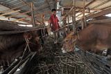 Pekerja memeriksa kondisi kandang peternakan sapi kurban di Kota Baru, Jambi, Senin (13/6/2022). Peternak mengaku menjual sapi kurban dengan harga yang sama seperti tahun sebelumnya yang berkisar antara Rp16 juta sampai Rp30 juta per ekor di tengah mulai langkanya pasokan hewan kurban akibat temuan penyakit mulut dan kuku (PMK) pada sejumlah hewan ternak di provinsi itu. ANTARA FOTO/Wahdi Septiawan/nz.