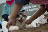 Pemprov DKI Jakarta konsisten cegah wabah rabies