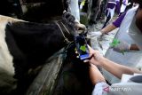 Dokter hewan dari Pusat Veteriner Farma (Putvetma) Surabaya scan barcode seusai menyuntikkan vaksin wabah penyakit mulut dan kuku (PMK) untuk sapi di kandang kawasan Taman, Sepanjang, Sidoarjo, Jawa Timur, Selasa (14/6/2022). Kementan melalui Pusat Veteriner Farma (Pusvetma) di Surabaya melakukan vaksinasi perdana nasional terhadap hewan ternak untuk mengendalikan penularan penyakit mulut dan kuku hewan (PMK).  ANTARA Jatim/Umarul Faruq/zk