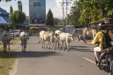 Sejumlah sapi berkeliaran di salah satu ruas jalan protokol di Palu, Sulawesi Tengah, Senin (13/6/2022). Meskipun pemerintah setempat telah mengeluarkan imbauan untuk mengandangkan ternak sapi agar terhindar dari wabah Penyakit Mulut dan Kuku (PMK), namun sejumlah peternak masih membiarkan sapinya bebas berkeliaran. ANTARA FOTO/Basri Marzuki/tom.