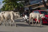 Sejumlah sapi berkeliaran di salah satu ruas jalan protokol di Palu, Sulawesi Tengah, Senin (13/6/2022). Meskipun pemerintah setempat telah mengeluarkan imbauan untuk mengandangkan ternak sapi agar terhindar dari wabah Penyakit Mulut dan Kuku (PMK), namun sejumlah peternak masih membiarkan sapinya bebas berkeliaran. ANTARA FOTO/Basri Marzuki/tom.