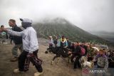 Masyarakat suku Tengger membawa seekor sapi untuk dilarung ke kawah Gunung Bromo pada Upacara Yadnya Kasada di Desa Ngadisari, Sukapura, Probolinggo, Jawa Timur, Kamis (16/6/2022). Upacara Kasada merupakan upacara adat masyarakat Suku Tengger sebagai bentuk ucapan syukur kepada Sang Hyang Widi sekaligus meminta berkah dan menjauhkan dari malapetaka.  ANTARA Jatim/Umarul Faruq/zk