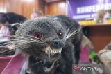 BKSDA Sumbar: satwa terlihat warga Solok merupakan binturong