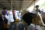  Gubernur Jawa Timur Khofifah Indar Parawansa (kedua kiri) berbincang dengan dokter hewan dari Pusat Veteriner Farma (Putvetma) Surabaya seusai menyuntikkan vaksin wabah penyakit mulut dan kuku (PMK) untuk sapi di kandang kawasan Tanjungsari, Taman, Sidoarjo, Jawa Timur, Jumat (17/6/2022). Kunjungan tersebut untuk melihat secara langsung vaksinasi PMK bagi hewan ternak untuk mengendalikan penularan penyakit mulut dan kuku hewan (PMK)  ANTARA Jatim/Humas Pemprov Jatim/zk