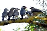 Burung Gelatik Jawa (padda oryzivora) berada di atas pohon di Taman Nasional Baluran,  Situbondo, Jawa Timur, Sabtu (18/6/2022). Burung endemik Pulau Jawa tersebut populasinya saat ini semakin menyusut dan terancam punah akibat perburuan liar, rusaknya habitat aslinya serta terbatasnya ruang hidup. ANTARA Jatim/Budi Candra Setya/zk