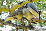  Burung Gelatik Jawa (padda oryzivora) berada di atas pohon di Taman Nasional Baluran,  Situbondo, Jawa Timur, Sabtu (18/6/2022). Burung endemik Pulau Jawa tersebut populasinya saat ini semakin menyusut dan terancam punah akibat perburuan liar, rusaknya habitat aslinya serta terbatasnya ruang hidup. ANTARA Jatim/Budi Candra Setya/zk