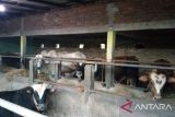 Pedagang hewan ternak harapkan Pemkab Kulon Progo keluarkan SKKH