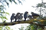 Sejumlah burung Gelatik Jawa (Padda oryzivora) bertengger di atas dahan pohon di Taman Nasional Baluran, Situbondo, Jawa Timur, Sabtu (18/6/2022). Burung endemik Pulau Jawa tersebut populasinya saat ini semakin menyusut dan terancam punah akibat perburuan liar, rusaknya habitat aslinya serta terbatasnya ruang hidup. ANTARA FOTO/Budi Candra Setya/wsj.