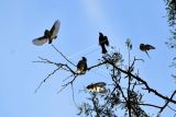 Sejumlah burung Gelatik Jawa (Padda oryzivora) bertengger di atas dahan pohon di Taman Nasional Baluran, Situbondo, Jawa Timur, Sabtu (18/6/2022). Burung endemik Pulau Jawa tersebut populasinya saat ini semakin menyusut dan terancam punah akibat perburuan liar, rusaknya habitat aslinya serta terbatasnya ruang hidup. ANTARA FOTO/Budi Candra Setya/wsj.