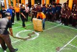 Relawan memberikan contoh penangkapan ular saat digelar edukasi snake rescue kepada anggota Pramuka Madrasah Aliyah Fatwa Alim di Tulung, Saradan, Kabupaten Madiun, Jawa Timur, Selasa (21/6/2022). Komunitas Exotic Animal Lovers Indonesia (Exalos Indonesia) bersama petugas pemadam kebakaran menggelar kegiatan tersebut untuk mengedukasi anggota pramuka tentang penanganan ular bila berkonflik dengan manusia tanpa harus membunuh. ANTARA Jatim/Siswowidodo/zk