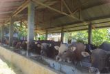 Presiden berkurban sapi di Bengkulu dengan berat 1,4 ton