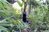 Artikel - Derap mama-mama pelopor bambu Desa Rateroru memulai kisah bambu di Ende