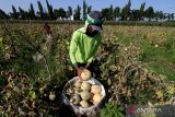 Buruh tani di kawasan pertanian Semampir, Kota Kediri, tahun ini memanen melon tidak sebanyak tahun sebelumnya