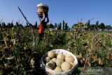 Diperkirakan 20 persen buah melon rontok sebelum dipanen. ANTARA Jatim/Prasetia Fauzani/zk