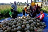 Hal tersebut akibat curah hujan yang tinggi sehingga banyak buah yang rontok sebelum dipanen.