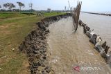 Perangkat desa melihat kondisi abrasi yang terjadi di bibir pantai desa Dadap, Juntinyuat, Indramayu, Jawa Barat, Kamis (23/6/2022). Abrasi sepanjang dua kilometer itu terjadi akibat gelombang tinggi musim angin timur dan mengancam puluhan hektar area pemukiman dan pertanian di desa itu. ANTARA FOTO/Dedhez Anggara/agr