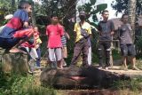 Babi hutan ngamuk, tiga warga Desa Windusari luka-luka