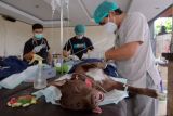 Dokter hewan melakukan sterilisasi pada seekor anjing saat pelayanan vaksinasi rabies dan sterilisasi di kawasan Sanur, Denpasar, Bali, Jumat (24/6/2022). Pelayanan vaksinasi rabies dan sterilisasi secara gratis yang digelar oleh Pemerintah Kota Denpasar tersebut untuk mempertahankan status daerah bebas rabies dan mencegah penularan rabies di tengah kewaspadaan terhadap COVID-19. ANTARA FOTO/Nyoman Hendra Wibowo/nym.
