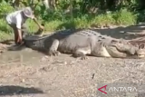 Buaya 4,3 meter seberat satu ton ditangkap warga Buton