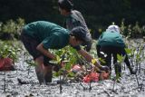 Dukung pelestarian kawasan pantai, PLN tanam 4.000 mangrove dan bangun fasilitas ekowisata