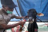 Pedagang menyemprotkan cairan pembersih mulut sapi yang dijual di kawasan Lingkar Timur, Sidoarjo, Jawa Timur, Senin (27/6/2022). 