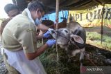 Petugas Dinas Pangan dan Pertanian Sidoarjo memeriksa gigi seekor sapi yang dijual di kawasan Lingkar Timur,  Pemeriksaan tersebut dilakukan untuk memastikan seluruh hewan kurban yang dijual itu terbebas dari penyakit mulut dan kuku (PMK) sehingga layak di konsumsi oleh masyarakat.