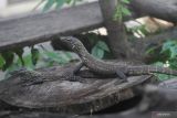 Sejumlah bayi komodo (Varanus komodoensis) berada di dalam kandang perawatan di Kebun Binatang Surabaya (KBS), Jawa Timur, Selasa (28/6/2022). KBS menambah koleksi komodo menjadi 134 ekor setelah berhasil menetaskan 29 telur komodo dari dua pasang indukan yang bertelur mulai Juli hingga Agustus 2021. Antara Jatim/Moch Asim/zk.