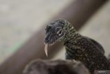 Seekor bayi komodo (Varanus komodoensis) berada di dalam kandang perawatan di Kebun Binatang Surabaya (KBS), Jawa Timur, Selasa (28/6/2022). KBS menambah koleksi komodo menjadi 134 ekor setelah berhasil menetaskan 29 telur komodo dari dua pasang indukan yang bertelur mulai Juli hingga Agustus 2021. Antara Jatim/Moch Asim/zk.