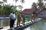 Pembudidaya gurami di Kulon Progo memperluas lahan tingkatkan produksi